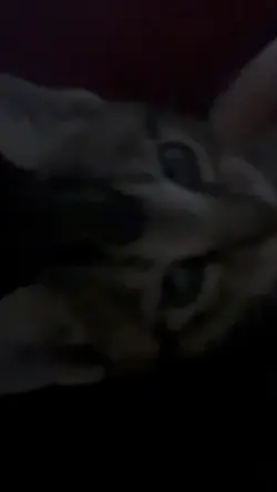 My cat biteing me