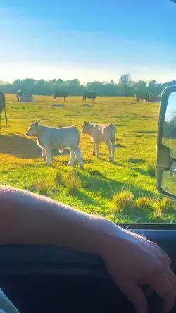 Baby steer 😍