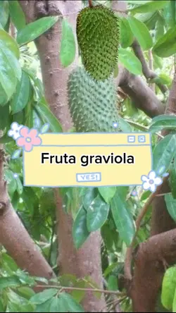 Fruta graviola 