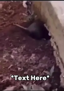 Animal digging meme 