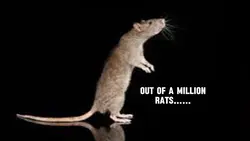 Rats 