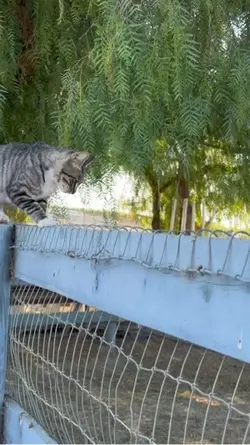 CAT WALK🥰