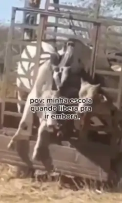 por aí é assim tbm?