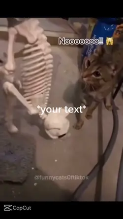 Funny cats 😂