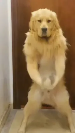 Dancing Doggo
