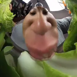 Some tasty lettuce 🥬