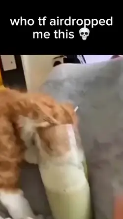 WHAT DID I SAY🥛🐱