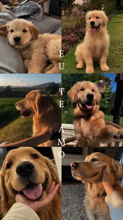 Te amo, cachorro ❤️