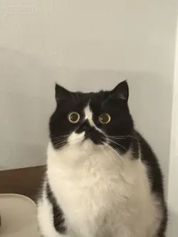 Cat lypsync