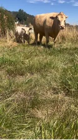 Text Who Cows Mooost