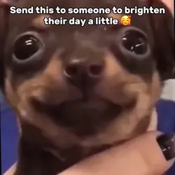 Puppies