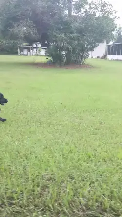 he loves to chase th