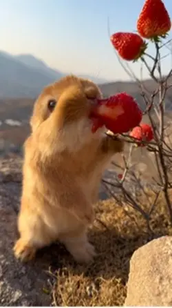 Cute rabbit 