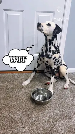 NEW BAWL FOR A DOG