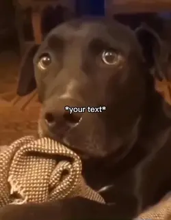 9 puppies meme