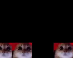 Small cats
