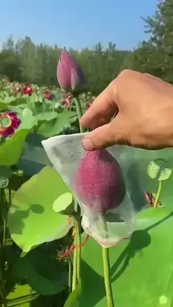 Beautiful flowers 