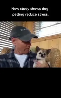 Crazy dog