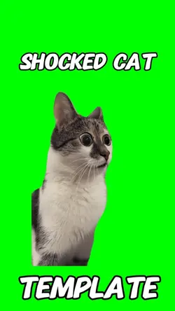 Shocked Cat Meme 