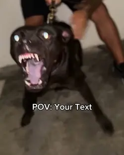 PITBULL POV Template