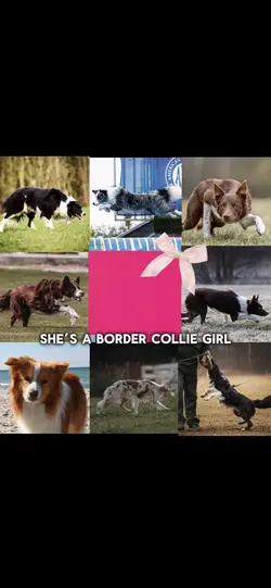 Border collie 🎀