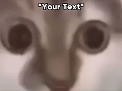 Cat Stare Meme