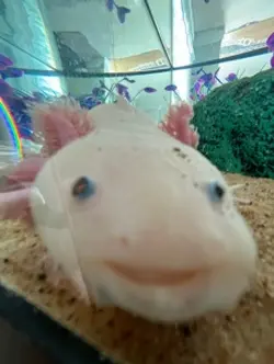 lala lala aaahhh