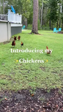 Introduce 💁‍♀️