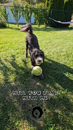 Will you play?