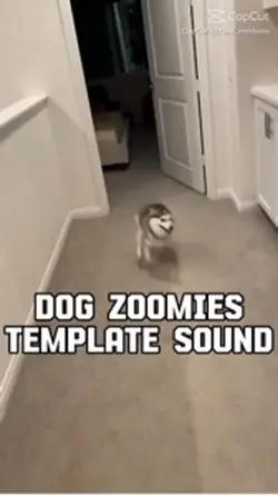 Zomies 