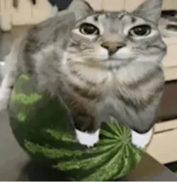 watermeloncat