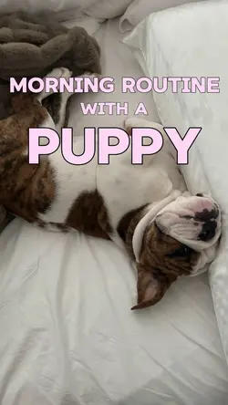 PuppyMorning Routine