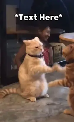 Double cat meme 