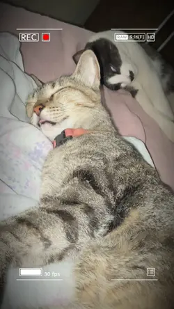 Gato