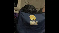Dogs go to heaven