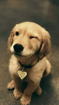 amor tão puro