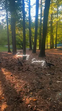 Sanwarey ♥️🍁🍃