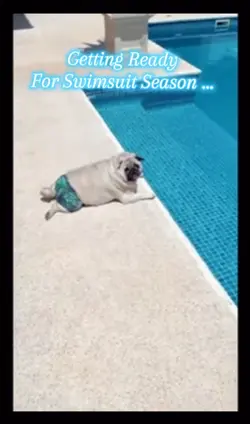 Pug by a pool 