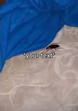 Little critter 