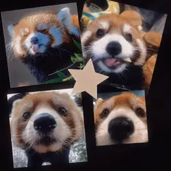 red panda