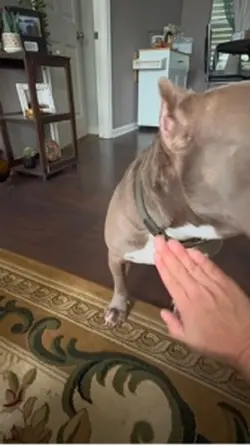 Talking Dog