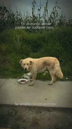 Perritos