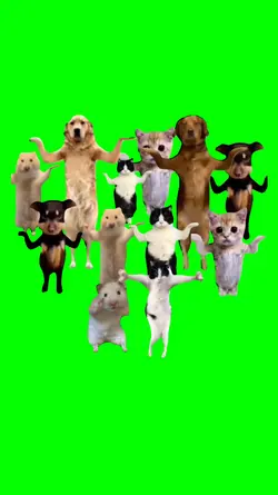 Animals dancin