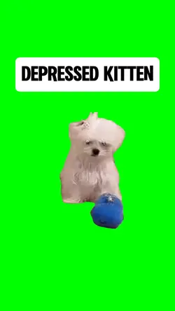 DEPRESSED KITTEN