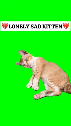 LONELY SAD KITTEN 