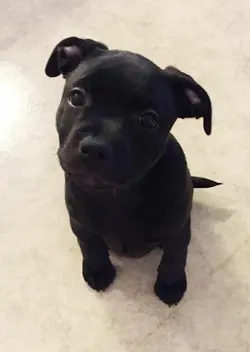 American pitbull