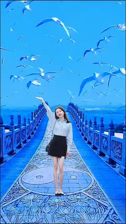Seagull