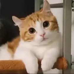 super ngakak