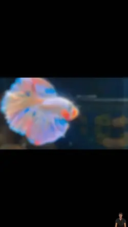 Cá Betta