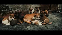 5 video + màu